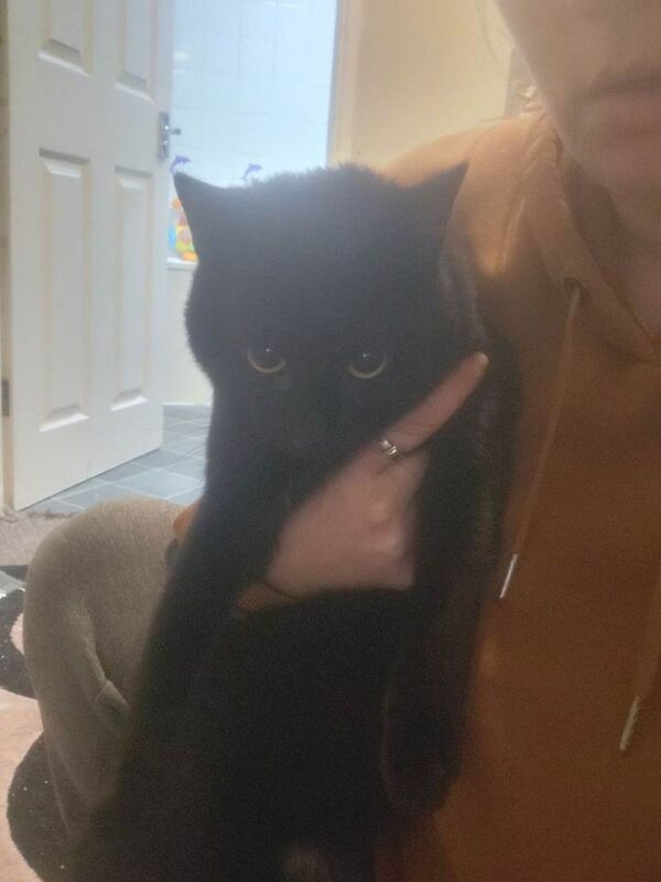 British Shorthair kittens for sale in Didcot, Oxfordshire – 1 year old - Image 2 of 2