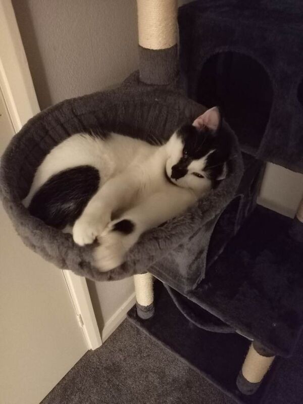 British Shorthair kittens for sale in Dronfield, Derbyshire – 11 months old