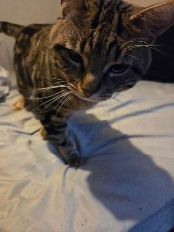 British Shorthair Kittens For Sale Under £300