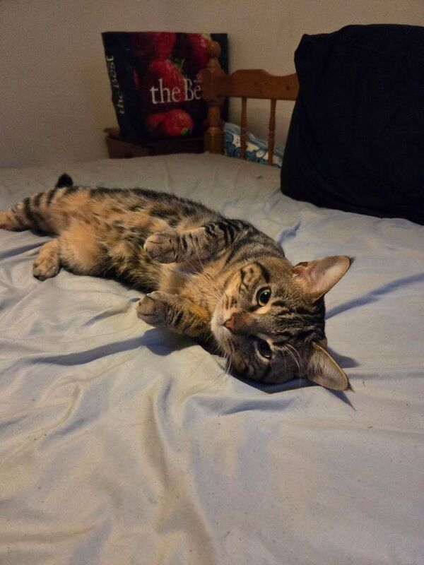 Male Cat needing rehoming - Image 2 of 2
