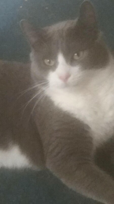 British Shorthair kittens for sale in Woolwich, London – 3 years old