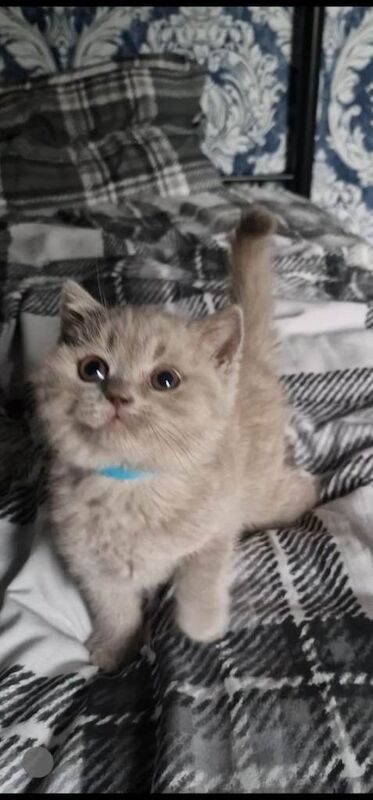 Male fawn kitten - Image 2 of 2