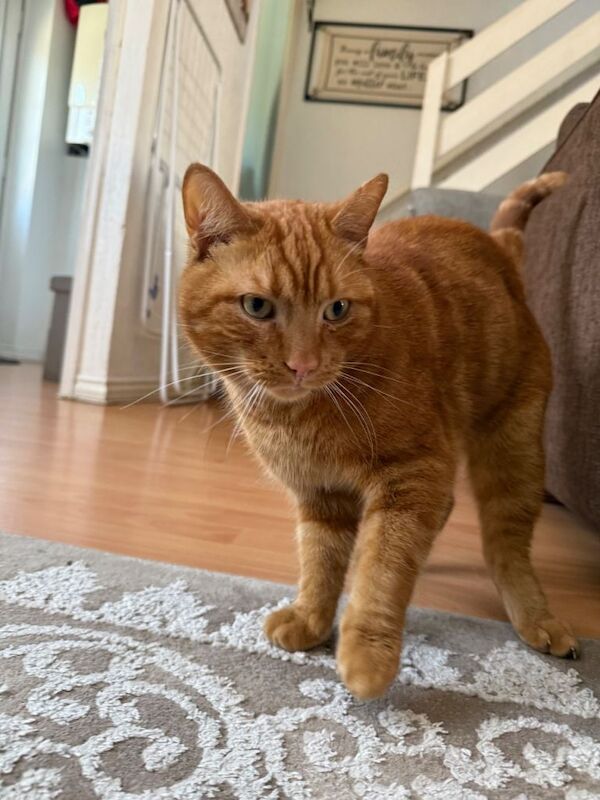 Male Ginger Cat - Image 2 of 3