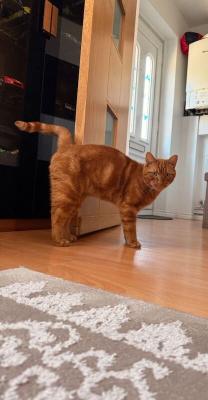 Male Ginger Cat - Image 3 of 3