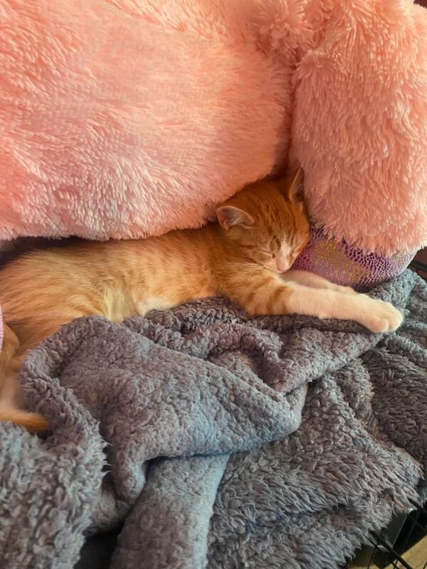 Male ginger tabby cat - Image 2 of 4