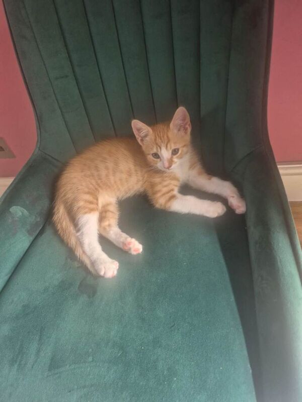 Male ginger tabby cat - Image 3 of 4