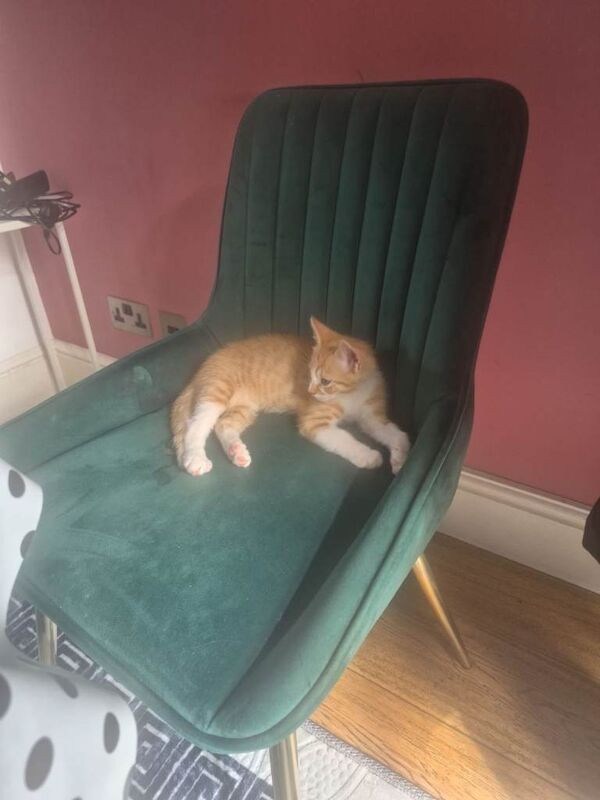 Male ginger tabby cat - Image 4 of 4