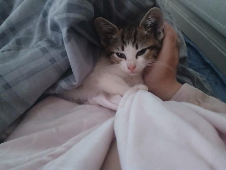 British Shorthair kittens for sale in Handsworth, West Midlands – 3 months old - Image 2 of 3