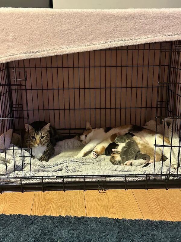 British Shorthair kittens for sale in Aberdeen, City of Aberdeen – 11 weeks old