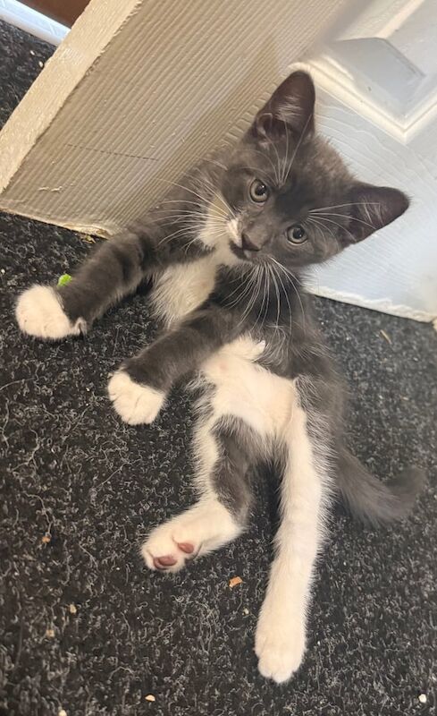 British Shorthair kittens for sale in Sheffield, South Yorkshire – 3 months old