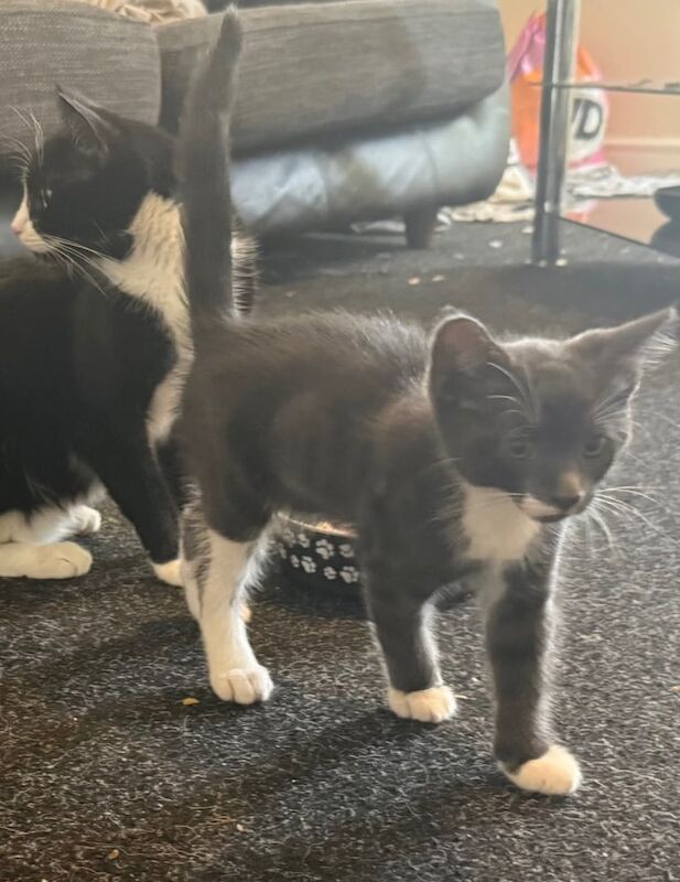 British Shorthair kittens for sale in Sheffield, South Yorkshire – 3 months old - Image 2 of 3