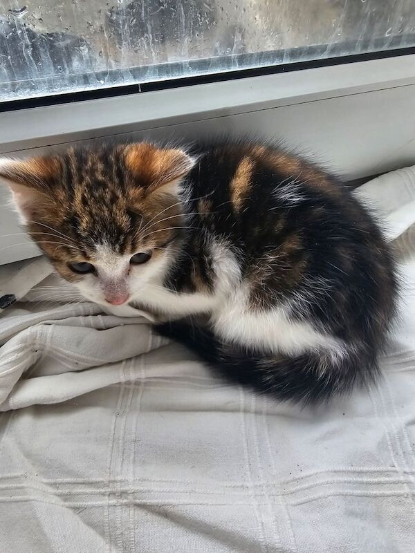 British Shorthair kittens for sale in Great Barr, West Midlands – 11 weeks old