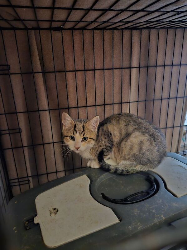 British Shorthair kittens for sale in Ballymena, County Antrim β 9 weeks old