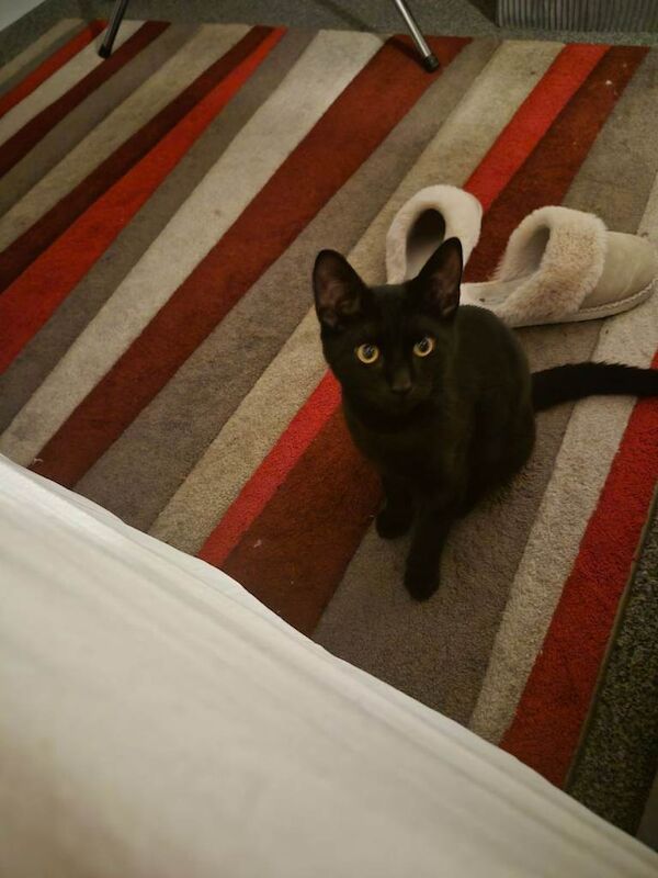 British Shorthair Kittens For Sale Under £300