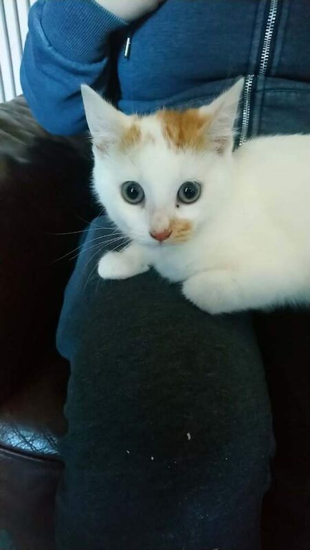 British Shorthair Kittens For Sale Under £300