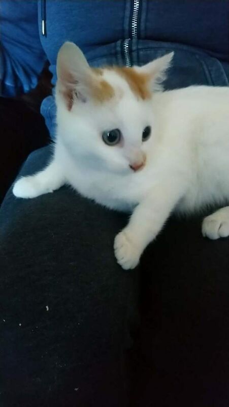 Male kitten for sale - Image 2 of 3