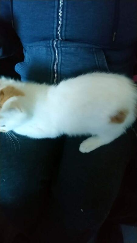 Male kitten for sale - Image 3 of 3