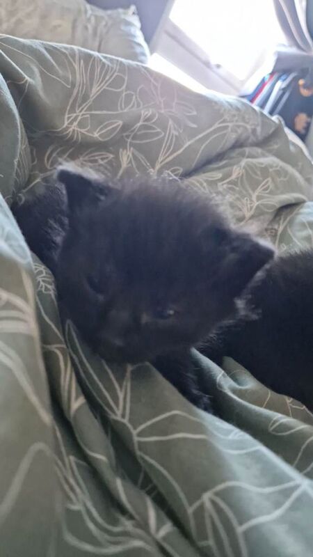 British Shorthair kittens for sale in Armadale, West Lothian – 2 weeks old - Image 2 of 5