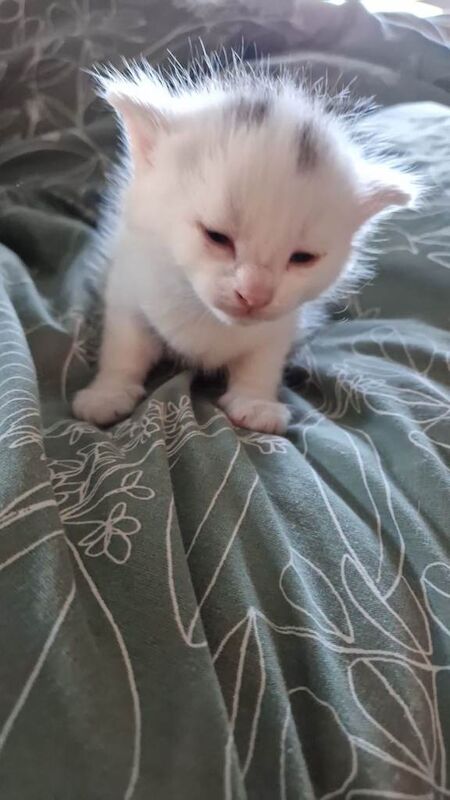 British Shorthair kittens for sale in Armadale, West Lothian – 2 weeks old - Image 3 of 5