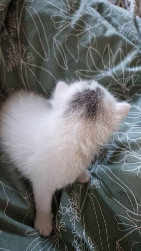 British Shorthair kittens for sale in Armadale, West Lothian – 2 weeks old - Image 4 of 5