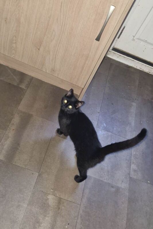 British Shorthair kittens for sale in Armadale, West Lothian – 2 weeks old - Image 5 of 5