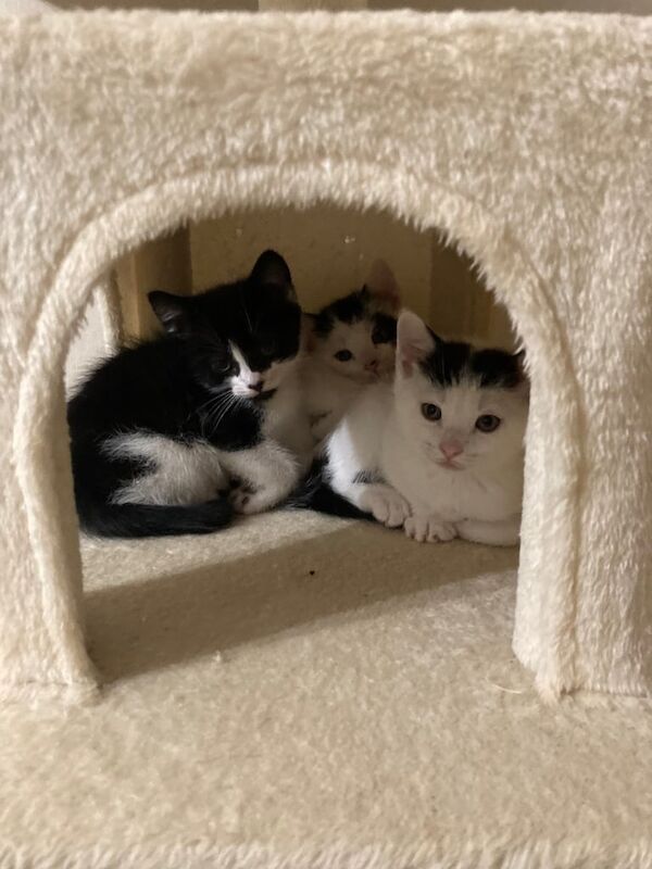 Male kittens x 3 PENDING COLLECTION for sale in Uxbridge, Greater London