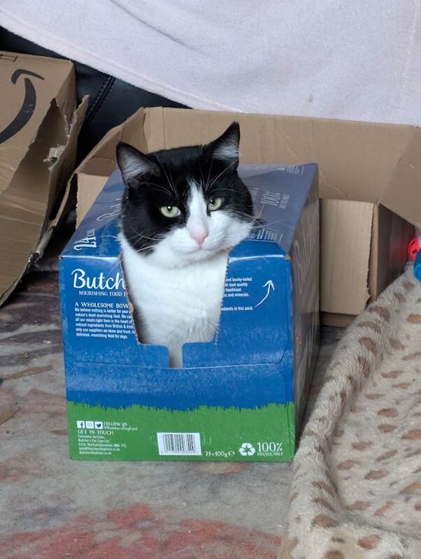 Male neutered and chipped black and white British short haired cat