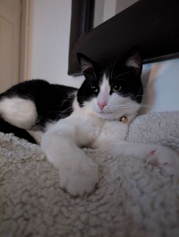 Male neutered and chipped black and white British short haired cat - Image 2 of 5