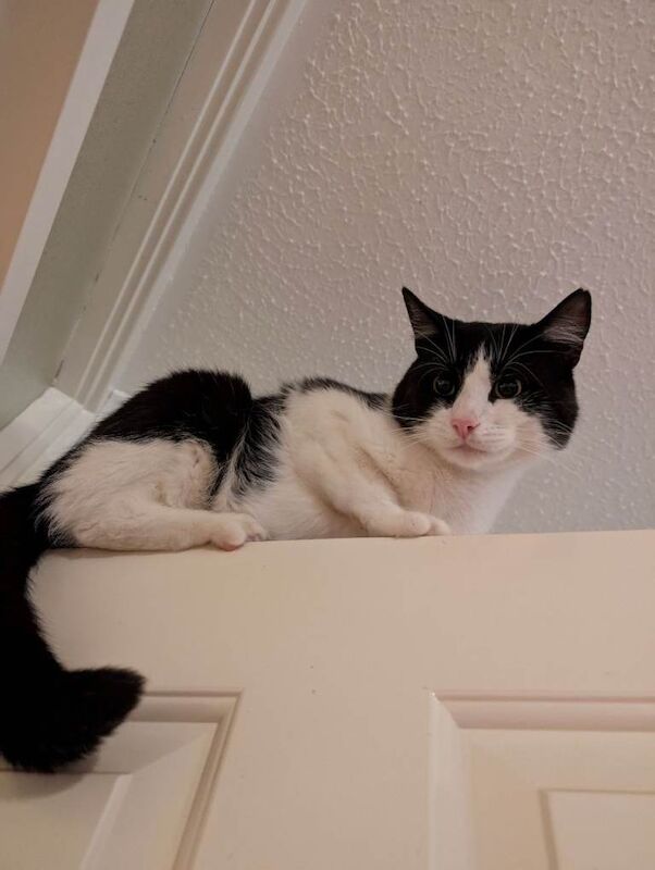 Male neutered and chipped black and white British short haired cat - Image 3 of 5