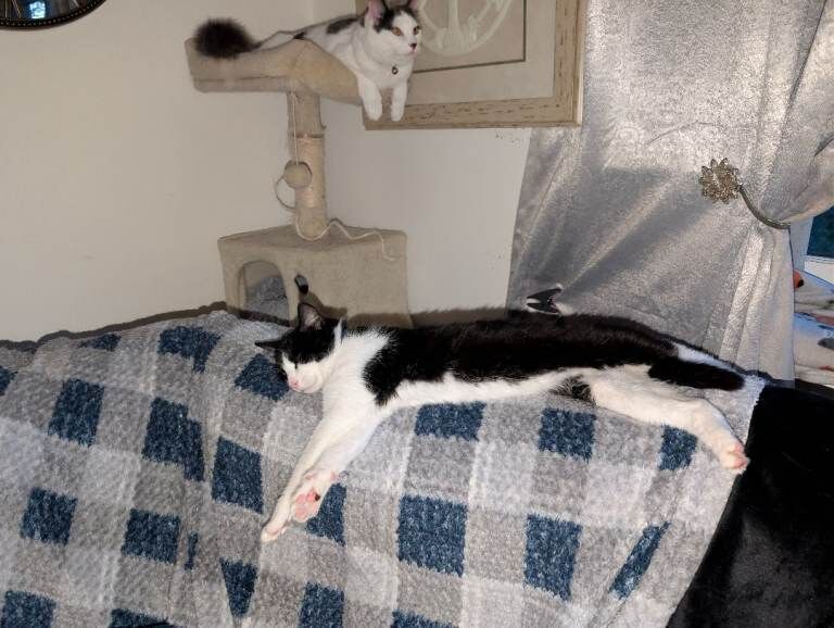 Male neutered and chipped black and white British short haired cat - Image 4 of 5