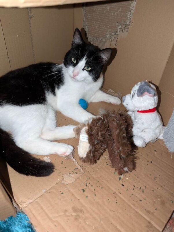 Male neutered and chipped black and white British short haired cat - Image 5 of 5