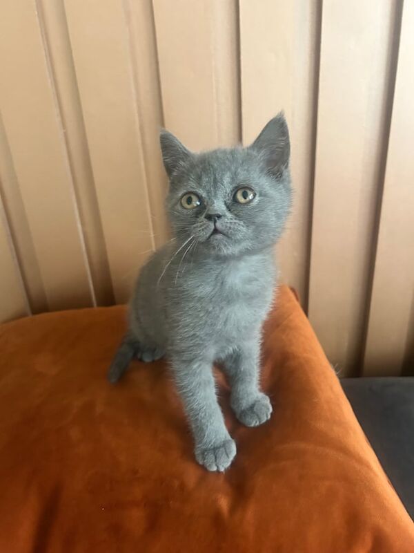 British Shorthair kittens for sale in Newtownards, County Down – 10 weeks old