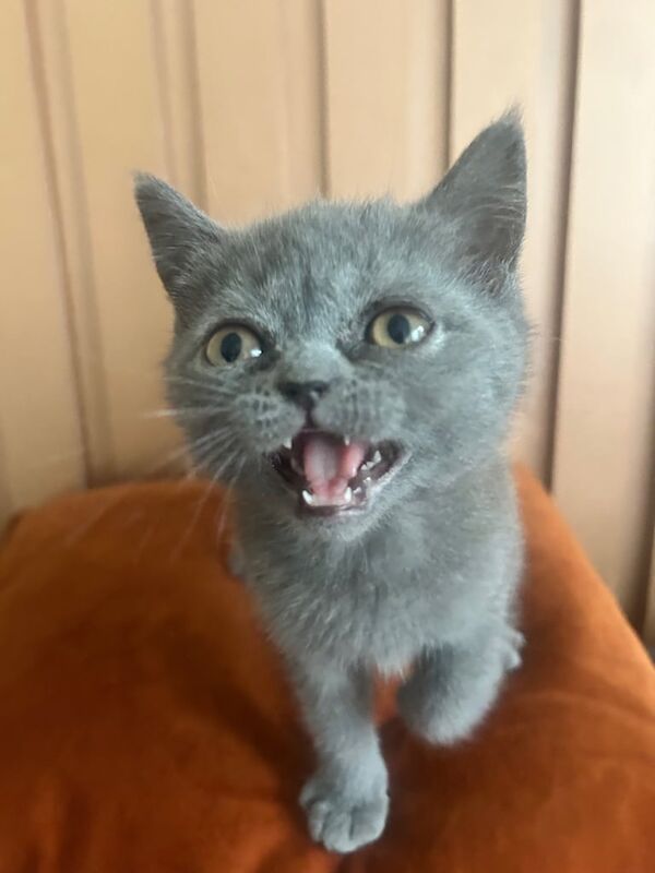 British Shorthair kittens for sale in Newtownards, County Down – 10 weeks old - Image 2 of 3