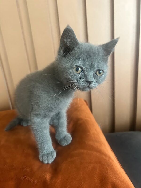 British Shorthair kittens for sale in Newtownards, County Down – 10 weeks old - Image 3 of 3