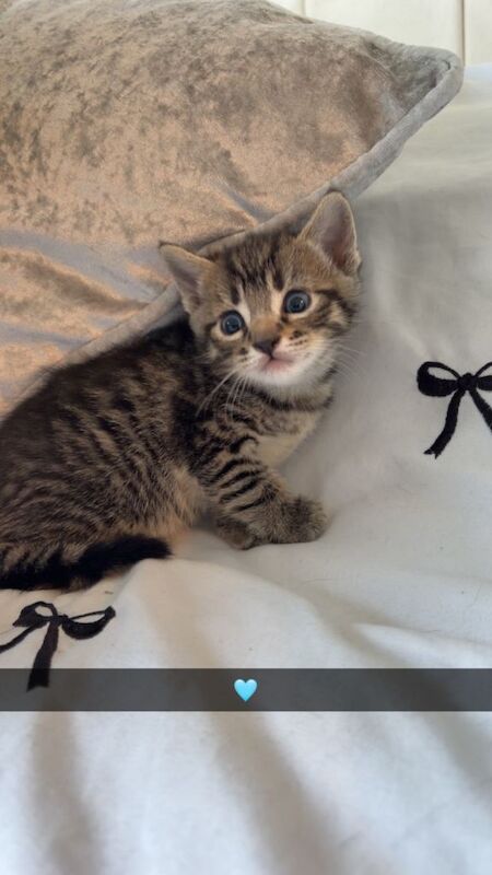 Male Tabby BSH kittens