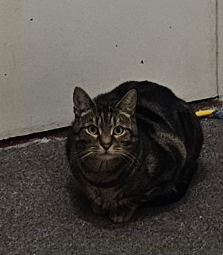 British Shorthair kittens for sale in Romsey, Hampshire – 3 years old - Image 2 of 3