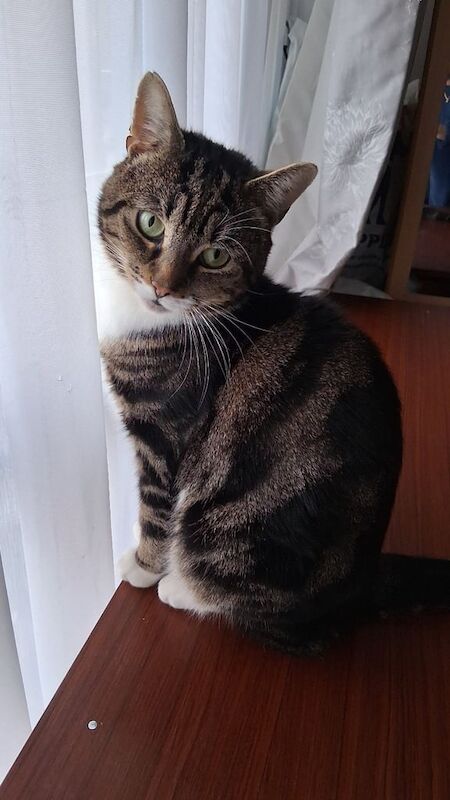 British Shorthair kittens for sale in Bow, Greater London – 3 years old