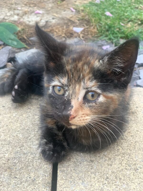 Male tortoiseshell kittens for sale in Hessle, East Riding of Yorkshire