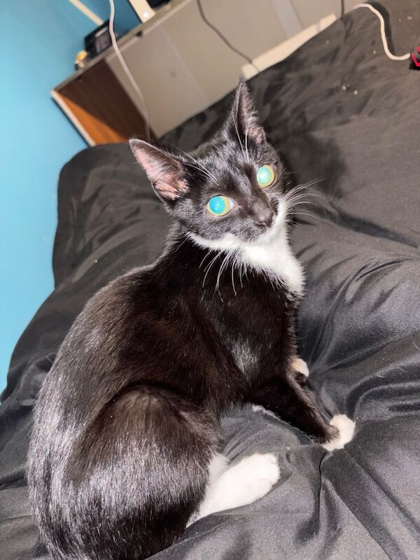 British Shorthair kittens for sale in Middleton, Greater Manchester – 4 months old