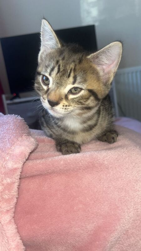 Male&Female Kittens - Image 2 of 3