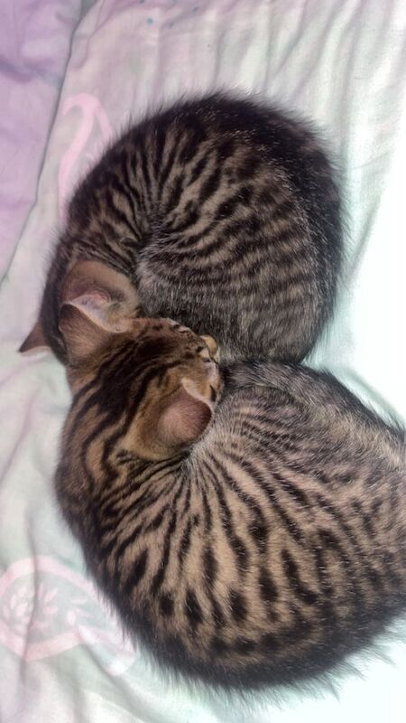 Male&Female Kittens - Image 3 of 3