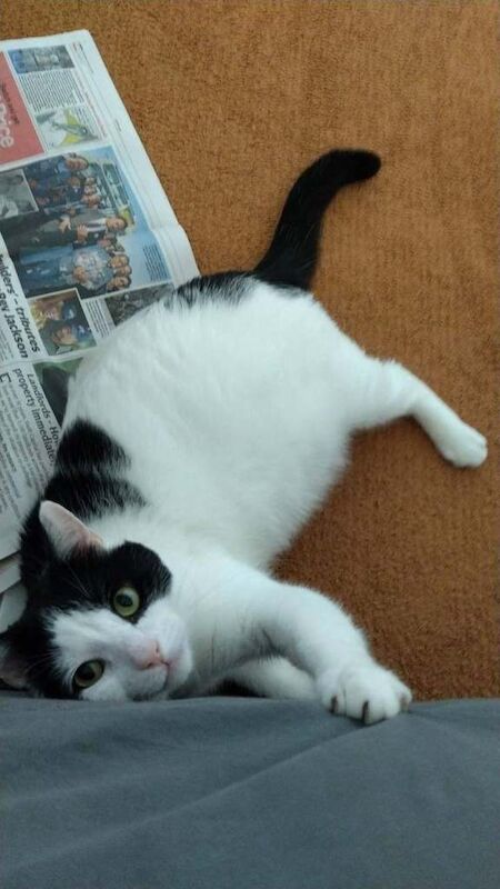 Meet Biti and Rocky: Two Unique Personalities Seeking New Homes