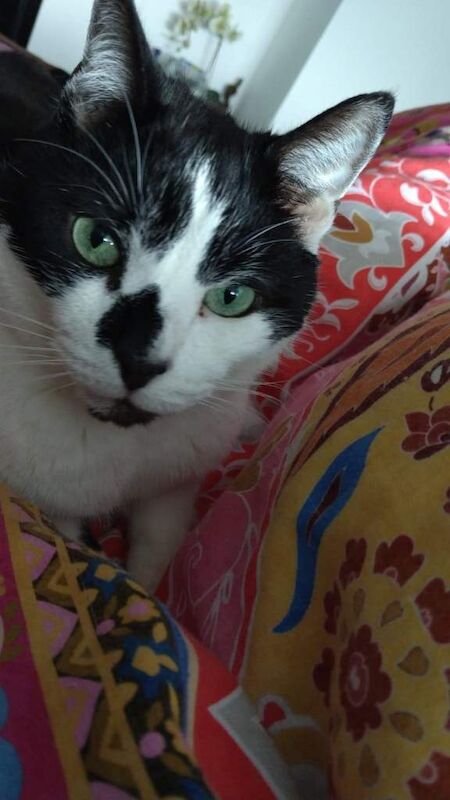 Meet Biti and Rocky: Two Unique Personalities Seeking New Homes - Image 2 of 6