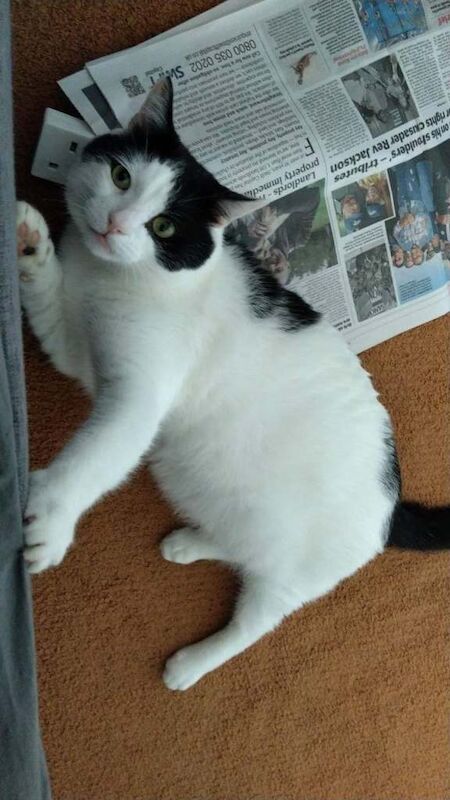 Meet Biti and Rocky: Two Unique Personalities Seeking New Homes - Image 3 of 6