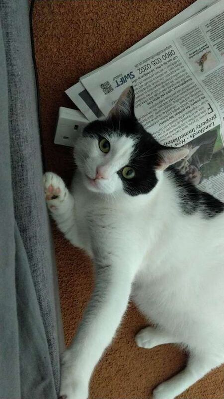 Meet Biti and Rocky: Two Unique Personalities Seeking New Homes - Image 4 of 6