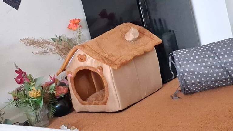 Meet Biti and Rocky: Two Unique Personalities Seeking New Homes - Image 5 of 6