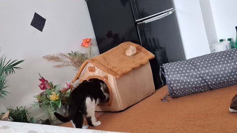 Meet Biti and Rocky: Two Unique Personalities Seeking New Homes - Image 6 of 6