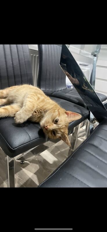 British Shorthair kittens for sale in Greenwich, Greater London – 3 years old