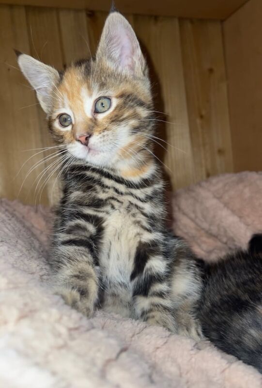 Meet midnight, maple and jerry for sale in Tile Cross, West Midlands