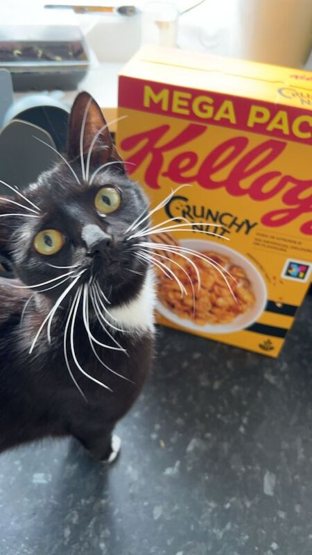 British Shorthair Kittens For Sale